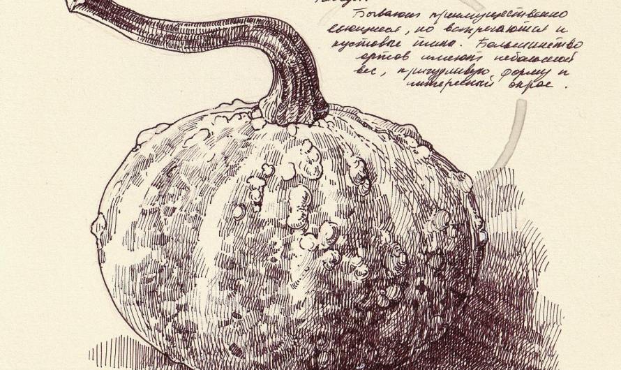 Sketchbook Saturday – Pumpkins