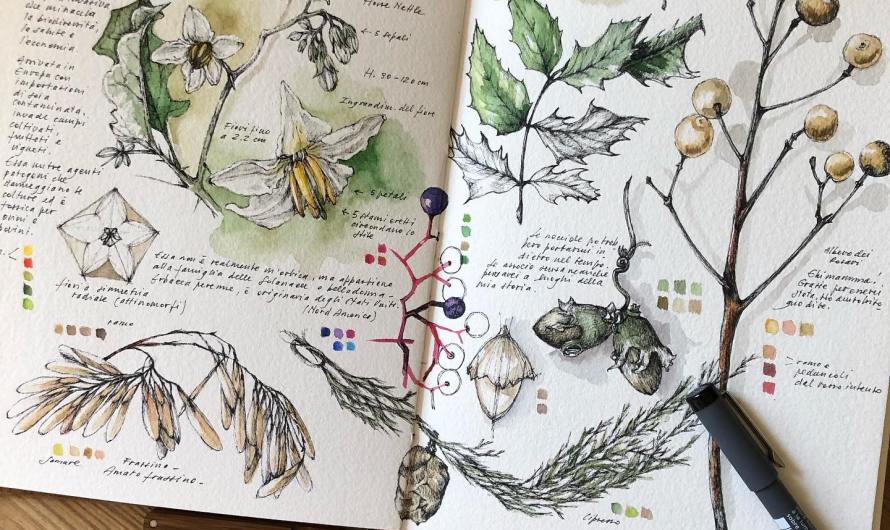 Sketchbook Saturday – Botanicals