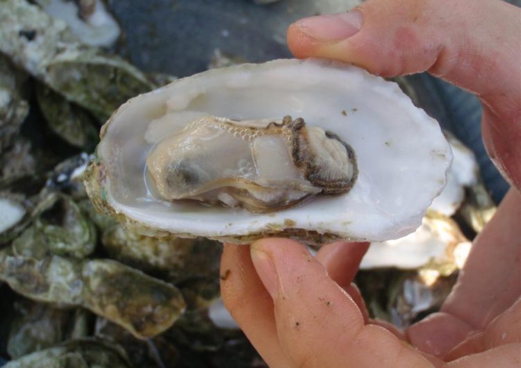 How to Eat an Oyster in Bluffton, S.C.