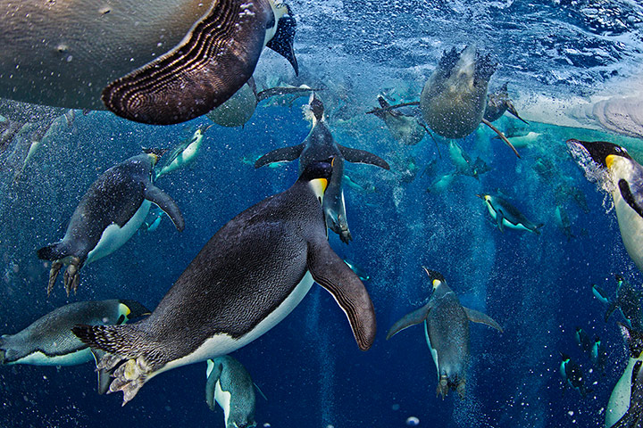 Environnement Wildlife Photographer of the Year Bubble-jetting emperors