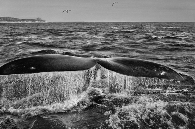 salgado-whale